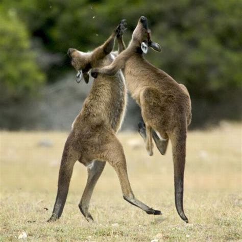 Animal Fights | Amazing & Funny