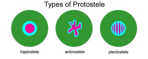 Difference Between Protostele and Siphonostele | Compare the Difference Between Similar Terms