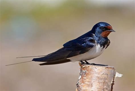 AVES MIGRATORIAS 】Conócelas a todas y descubre todo sobre ellas