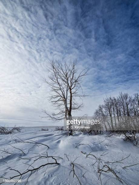 276 Canadian Prairies Winter Stock Photos, High-Res Pictures, and ...