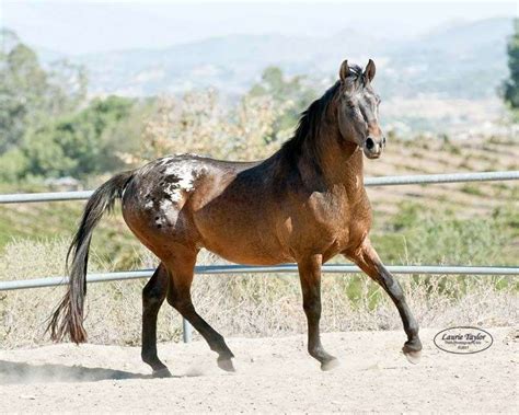 Rare Breed Nez Perce Stallion at Stud in Sage, Southern California | Horses, Rare breed ...