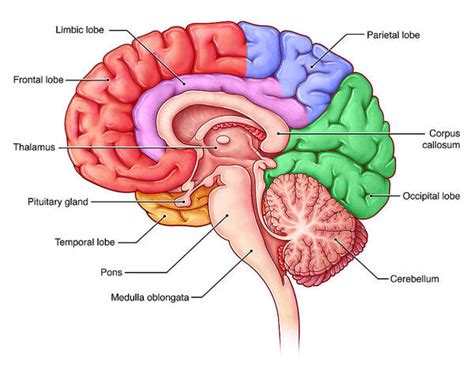 Lobes Of The Brain, Sagittal View Art Print by Evan Oto