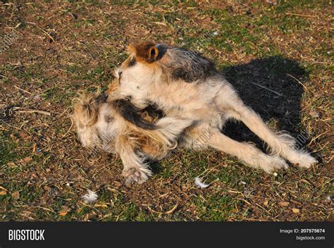 Dog Scratching Fleas. Image & Photo (Free Trial) | Bigstock