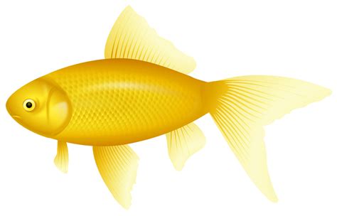 Transparent Background Fish