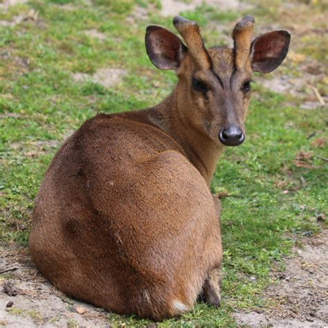 Muntjac Deer