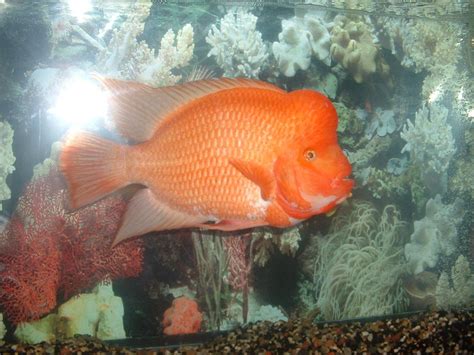 Photo #5 - 12"+ Red Devil Cichlid - RateMyFishTank.com