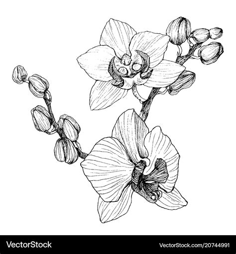 Hand drawn black outline orchid on a white Vector Image