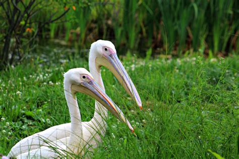 Great White Pelican | Our Animals | Fort Wayne Children's Zoo