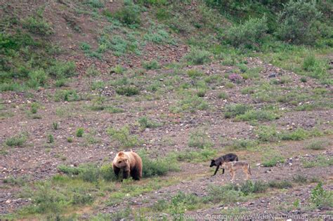 Grizzly / wolf faceoff | Denali National Park, Alaska. | Photos by Ron ...