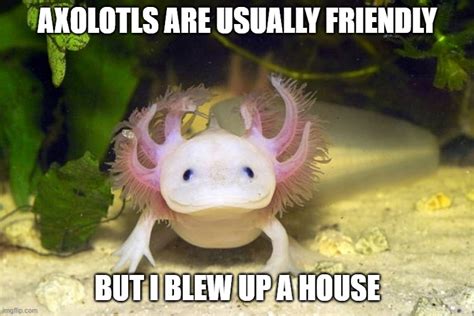 axolotl Memes & GIFs - Imgflip