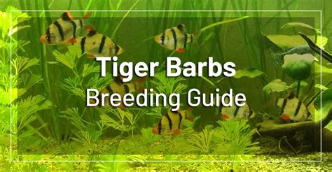 How to Breed Tiger Barbs? Beginner's Guide to Breeding Tiger Barb Fish