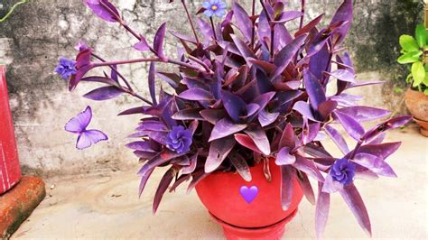 Purple Heart Plant Growing Season : Simplest Way To Grow Propagate Purple Heart Plant From ...