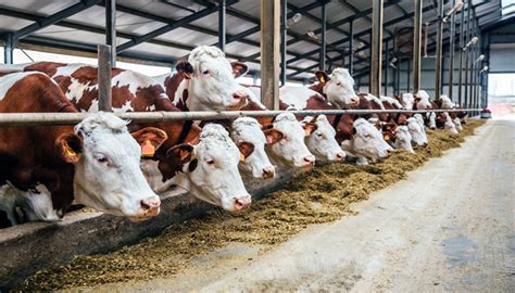 Feeding corn to cows replaces hay, but care is needed when adding ...