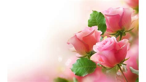 Pink Roses Flower 4k Wallpapers | Pink roses background, Flowers, Beautiful flowers