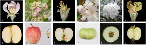 Frontiers | The Roles of Floral Organ Genes in Regulating Rosaceae Fruit Development