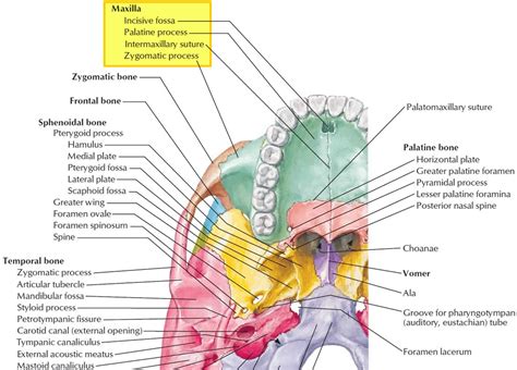 Maxilla bone, maxilla anatomy & maxilla function