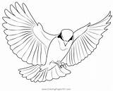 Sparrow Bird Coloring Page Kids Pages For sketch template