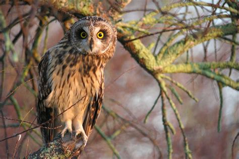 Hibou des marais, Parc naturel régional du Marais poitevin