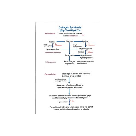 A3 Laminate Collagen Synthesis - Epigenetics