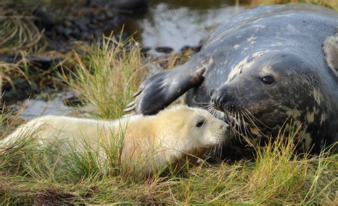 Country Life Today: The first Atlantic grey seal pups of the season, spotted on the Farne ...