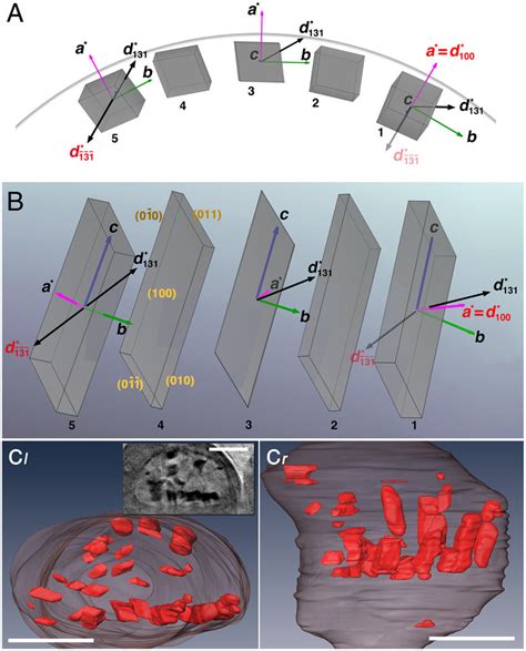 Model of hemozoin crystal alignment on a curved surface. (A) Five ...