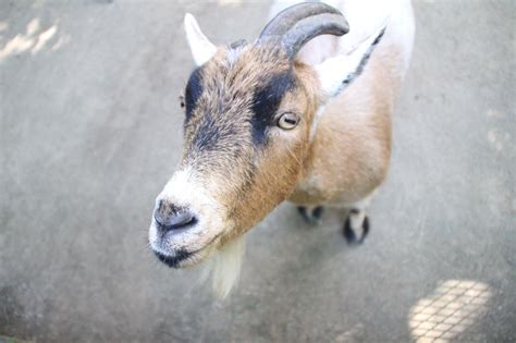 African Pygmy Goats - Binder Park Zoo