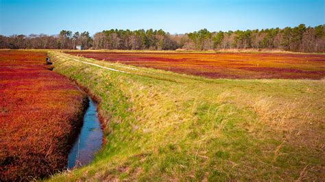 Northeast drought endangers Massachusetts' cranberry harvest | Grist