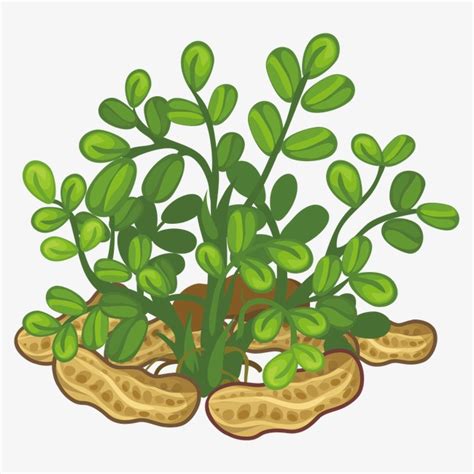 Peanut clipart peanut plant, Peanut peanut plant Transparent FREE for download on WebStockReview ...