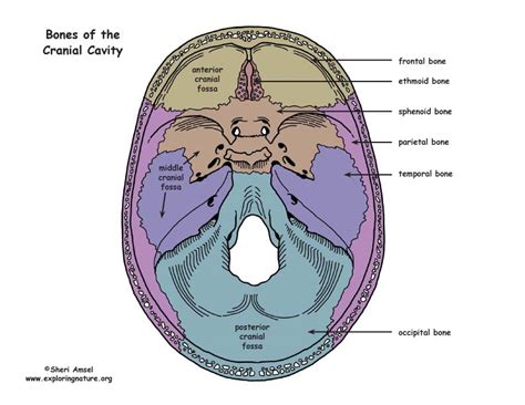 Skull - Bones of the Cranial Cavity