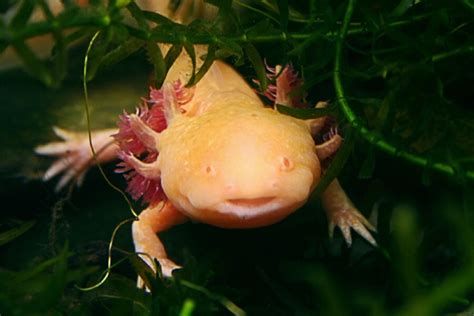 The Endangered Axolotl and Its Powers of Regeneration - Owlcation