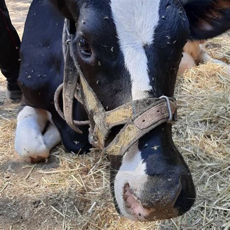 The "invisible" forest fire victims: Wildlife, abandoned pets and farming animals