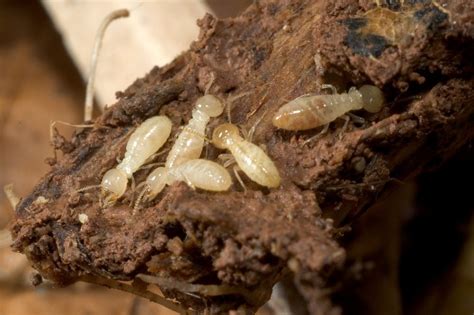 Top Facts To Know About Termites