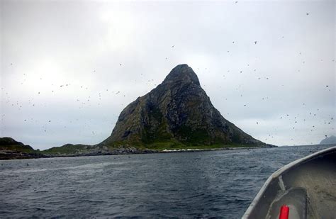 Amazing Puffin Safari: How To See Puffins In Norway In 2023 - The ...