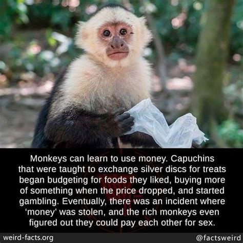 Pin by Karen Mills on strange world | Weird facts, Fun facts about animals, Monkey business