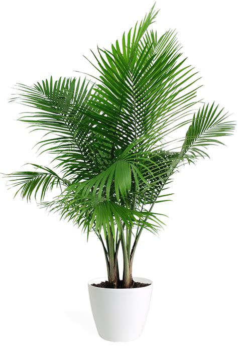 Areca palm plant - Download Free Png Images