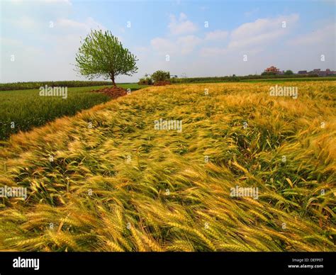 Nile delta agriculture hi-res stock photography and images - Alamy