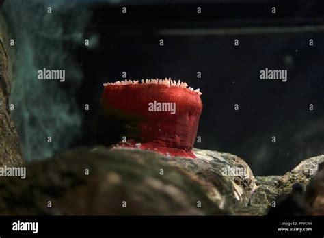 Sea anemone in a coral reef. Aquarium photo Stock Photo - Alamy