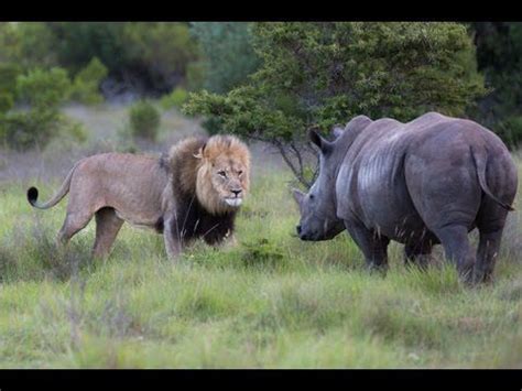 Lion VS Rhino - Black Rhino ATTACK Male Lion EXCLUSIVE !! | Animals, Lions, Male lion