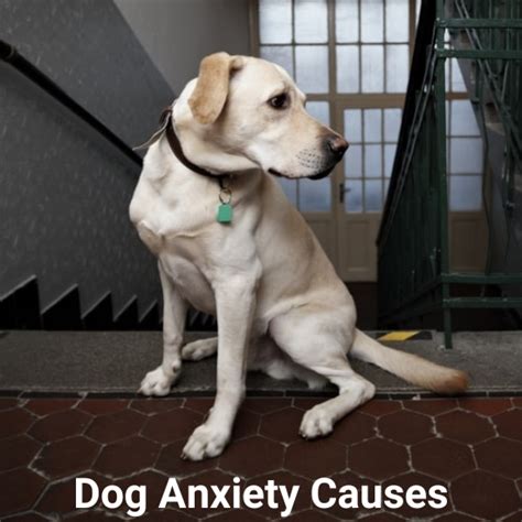 What is Causing My Dog's Anxiety? | PetHub