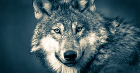 Wolf, Jungle , Wolves,night Free Stock Photo - Public Domain Pictures