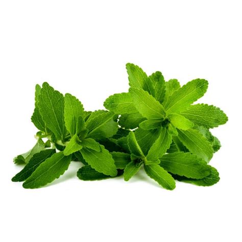 Stevia Seeds (Stevia rebaudiana)