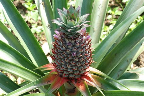 How To Grow Pineapple Plants - Anywhere And Everywhere!