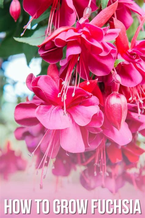 How to Grow and Care for Fuchsia Plants - growhappierplants.com