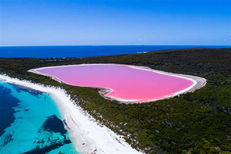 Lake Hillier: Pink Australian lake gets its colour from red and purple microbes | New Scientist