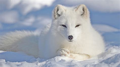 Art Arctic Fox Wallpaper : Fox Wallpapers Hd | wallpaperlist