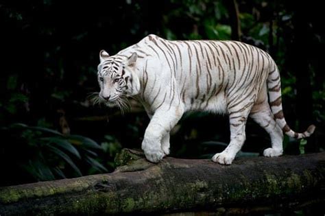 White Tiger | Tiger facts, White tiger facts, White tiger