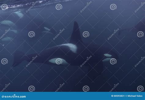 Orcas Underwater stock image. Image of aquatic, behaviour - 80593831