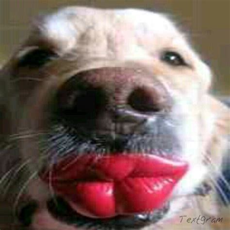 Kissy face! | Funny animal photos, Dog kisses, Funny animals