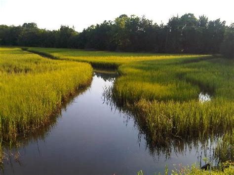 Abandoned rice paddies on the Ashley River | West Ashley | Pinterest ...