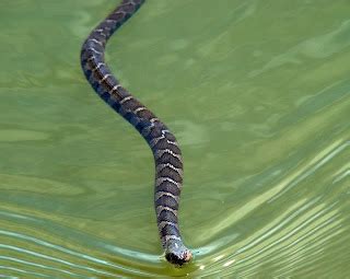 Explore Missouri: Northern Water Snake